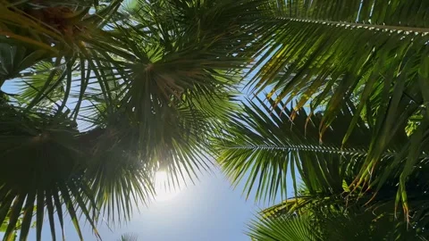 Palm trees in the resort, palm trees leaves with blue  sky Stock Footage 273134808