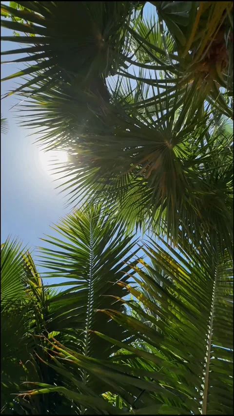 Palm trees in the resort, palm trees leaves with blue  sky Stock Footage 273134811