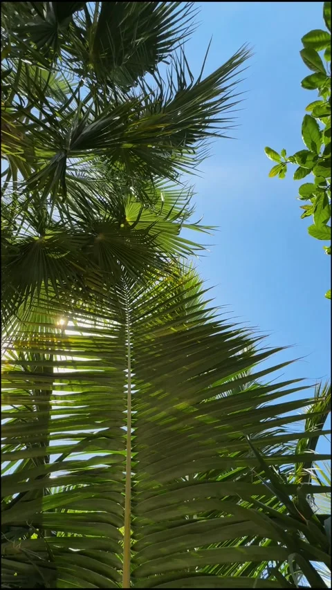 Palm trees in the resort, palm trees leaves with blue  sky Stock Footage 273134816