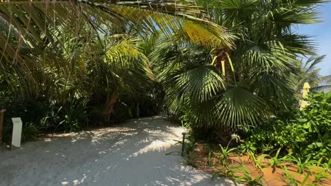 Palm trees in the resort, palm trees leaves with blue  sky Stock Footage 273134820