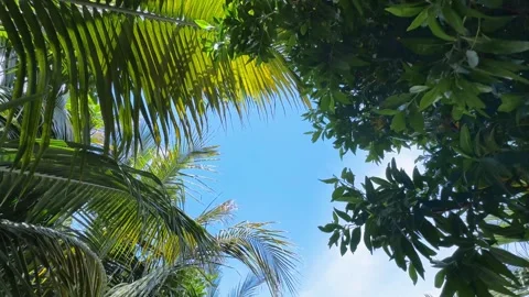 Palm trees in the resort, palm trees leaves with blue  sky Stock Footage 273134855