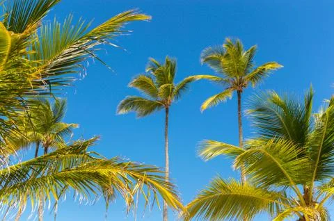 Palm trees in the resort Stock Photos