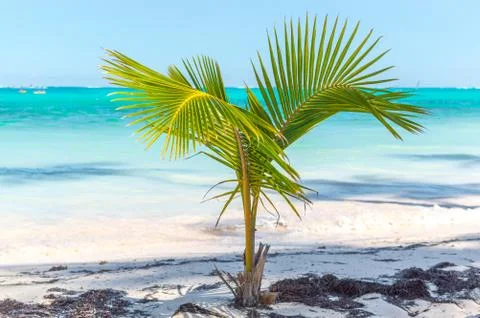 Palm trees in the resort Stock Photos