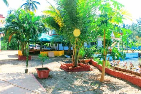 Palm Trees in a Resort Stock Photos