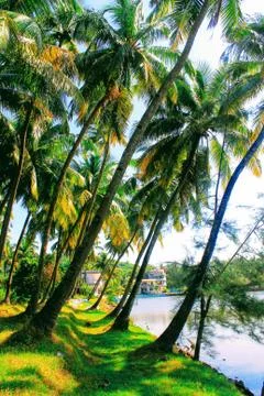 Palm Trees in a Resort Stock Photos