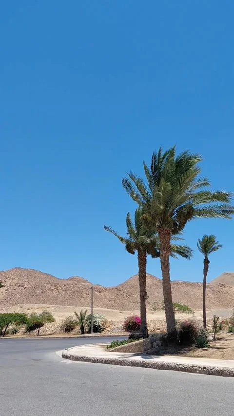 Palm trees on resort road with desert mountains in Sahl Hasheesh Egypt. Stock Footage 337512607