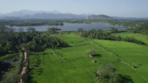 Palm trees in rice fields drone view Stock Footage 223534223