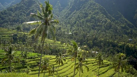 Palm trees on the rice terrace 動画素材 81156896