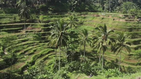 Palm Trees in the Rice Terraces Stock Footage 67529441