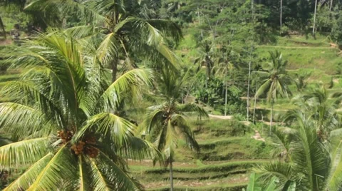 Palm Trees in the Rice Terraces Stock Footage 67531340
