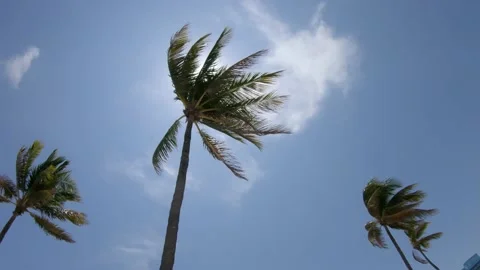 Palm Trees Right-to-Left Pan Video stock 200797420