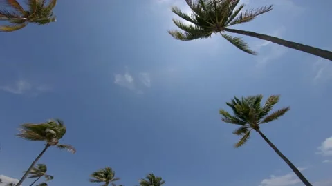 Palm Trees Right-to-Left Pan Stock Footage 200797429