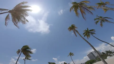 Palm Trees Right-to-Left Pan Stock Footage 200797460