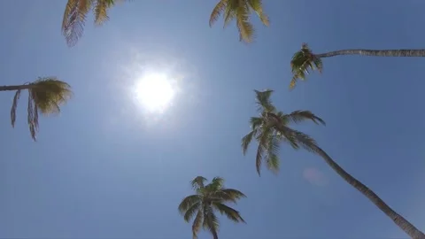 Palm Trees Right-to-Left Pan Stock Footage 200797508