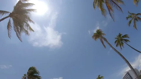 Palm Trees Right-to-Left Pan Video stock 200797528