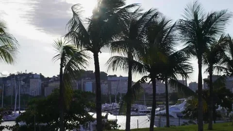 Palm Trees in Rio de Janeiro, Brazil, Panning Left Stock Footage 158647786