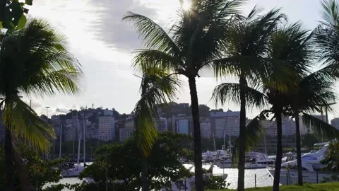 Palm Trees in Rio de Janeiro, Brazil Stock Footage 158647788