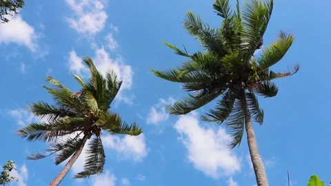 Palm trees with ripe coconuts. The danger of a coconut falling on a person Video stock 237679503