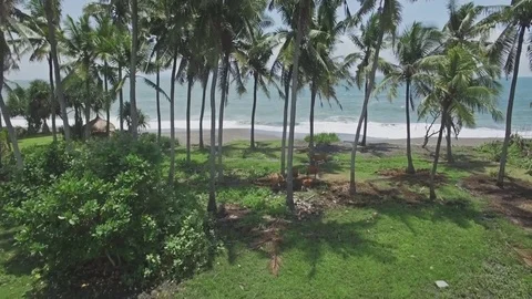 Palm Trees Rise Ocean View Aerial 4k Stock-Footage 70802984
