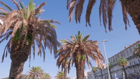 Palm trees at Riva Split, Croatia Stock Footage 83667562