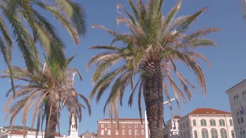 Palm trees at Riva Split, Croatia Stock Footage 83685273