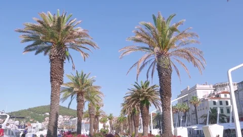 Palm trees at Riva Split, Croatia Stock Footage 83746673