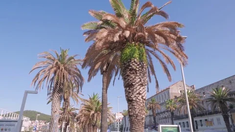 Palm trees at Riva Split, Croatia Stock Footage 83767696
