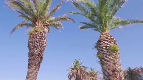 Palm trees at Riva Split, Croatia Stock Footage 83769550