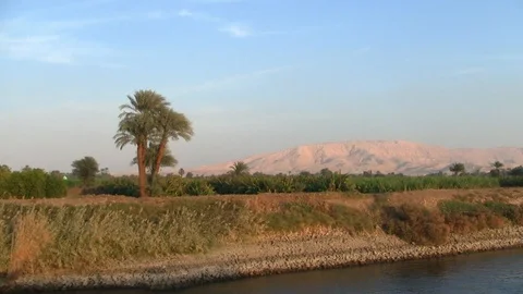 Palm Trees on the River Nile, Egypt in the Evening Stock Footage 104880052