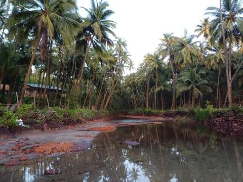 Palm trees on the river Stock Photos