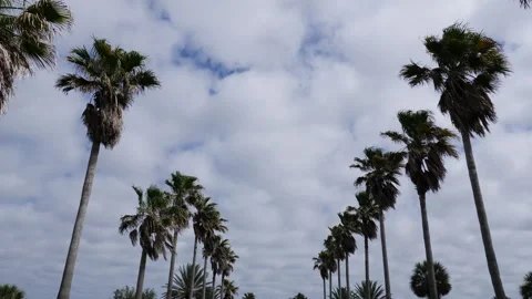 Palm Trees Road Stock Footage 252612955