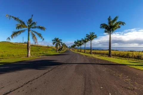 Palm trees road Stock Photos