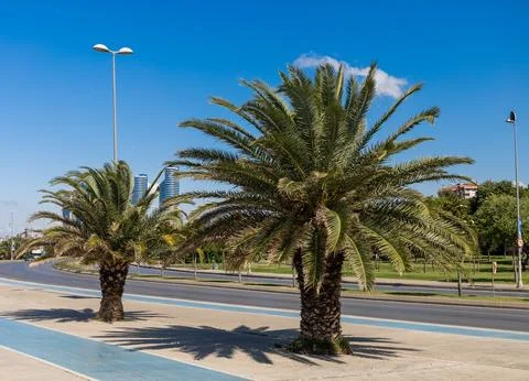 Palm Trees by the Roadside Stock Photos