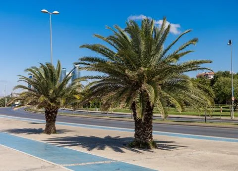 Palm Trees by the Roadside Stock Photos