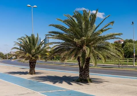 Palm Trees by the Roadside Stock Photos