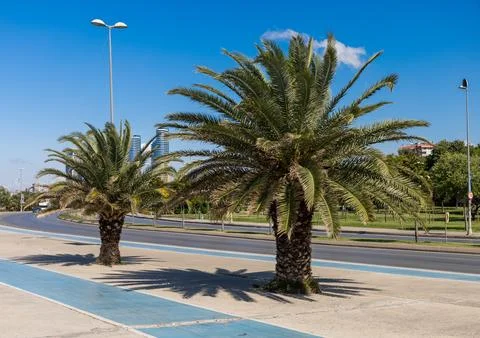 Palm Trees by the Roadside Stock Photos