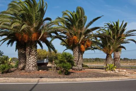 Palm trees at a roundabout near Ses Salines on Mallorca Stock Photos