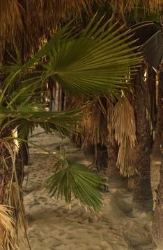 Palm trees in a row and empty sandy pathway Stock Photos