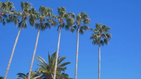 Palm Trees in a Row Stock Footage 124259811