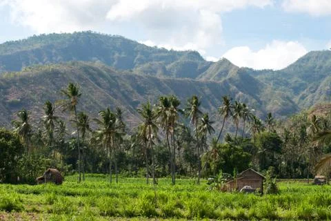 Palm trees in a row growing on green field in front of mountains, Bali. Stock Photos