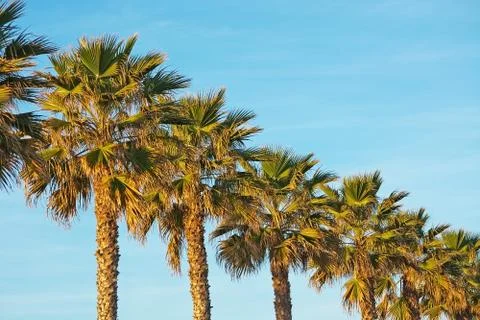 Palm trees in a row Stock Photos