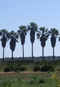 Palm trees in a row Foto stock