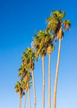 Palm trees row Stock Photos