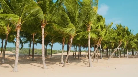 Palm trees in rows on sandy tropical beach under clear blue sky with nobody, Phu Stock Footage 312813977