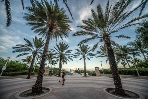Palm Trees Runner Stock Photos