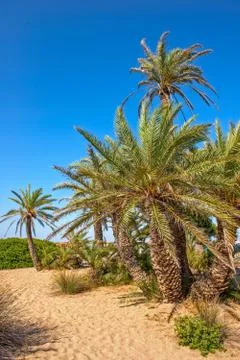 Palm trees on sand beach Stock Photos