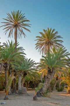 Palm trees on sand beach Stock Photos