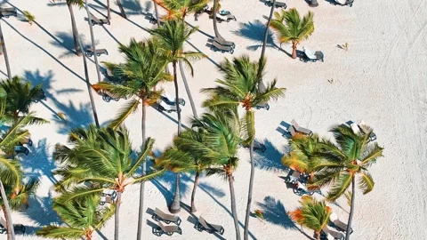 Palm trees on sandy beach of Caribbean coast. Stock Footage 304661089
