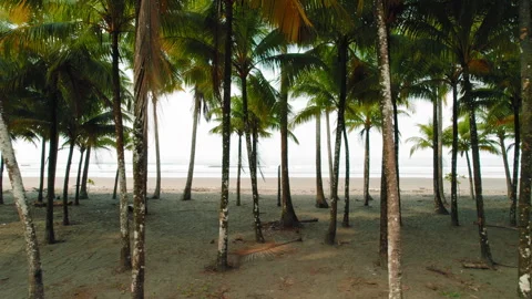 Palm trees on sandy beach facing turquoise ocean in tropical paradise Stock Footage 345694348