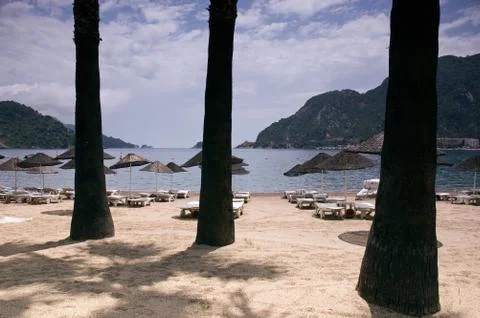 Palm trees on the sandy beach Stock Photos